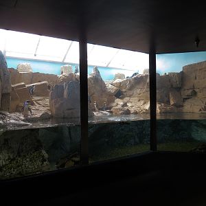 Black-footed Penguin Exhibit