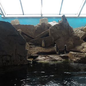 Black-footed Penguin Exhibit