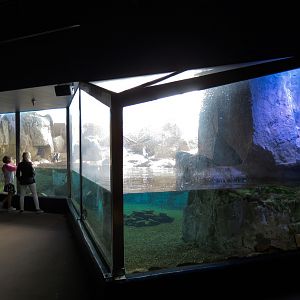 Black-footed Penguin Exhibit