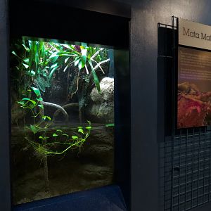 Living In Water - Mata Mata and Others Exhibit