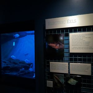 Living In Water - Electric Eel and Silver Dollar Exhibit