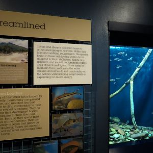 Living In Water - Borneo Sucker Loach and Others Exhibit