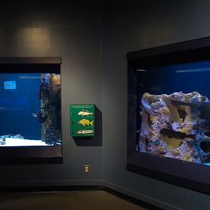 Living In Water - 'Noisemakers' and 'Squirrel Reef' Exhibits