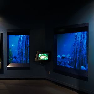 Living In Water - 'Home Sweet Home' and Texas Cichlid Exhibits