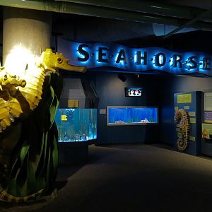Seahorses - Sign