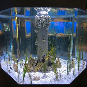 Seahorses - Lined Seahorse Exhibit