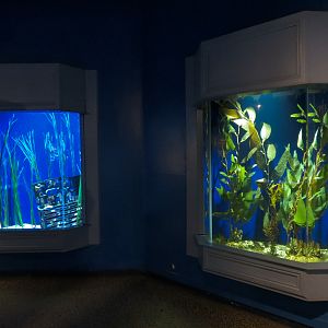 Seahorses - Potbelly Seahorse and Yellow Seahorse Exhibits