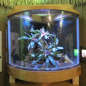 Frogs - Blue Dart Frog Exhibit