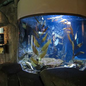 Sea Otters - 'Deep Grotto' Exhibit