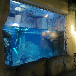 Sea Otters - First Half of Sea Otter Exhibit