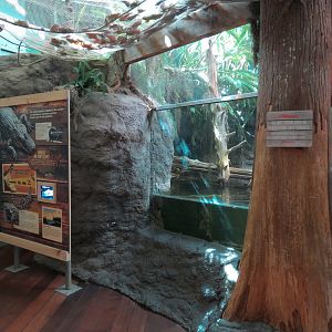 Mississippi River - American Alligator Exhibit