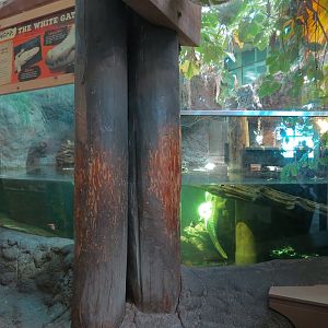Mississippi River - American Alligator Exhibit