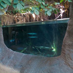 Mississippi River - Alligator Gar and Others Exhibit