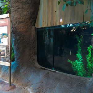 Mississippi River - Black Crappie and Yellow Perch Exhibit