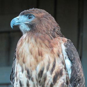 Mississippi River - Red-tailed Hawk
