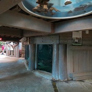 Mississippi River - American Paddlefish and Others Exhibit