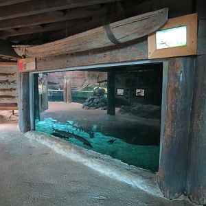Mississippi River - American Paddlefish and Others Exhibit