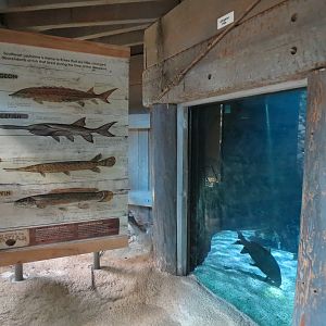 Mississippi River - American Paddlefish and Others Exhibit