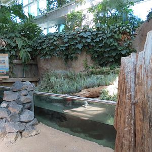 Mississippi River - Gulf Killifish and Others Exhibit