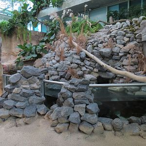 Mississippi River - Gulf Killifish and Others Exhibit