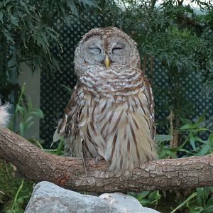 Mississippi River - Barred Owl