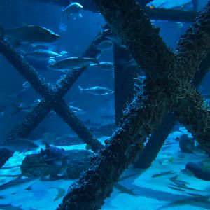 Gulf of Mexico Exhibit