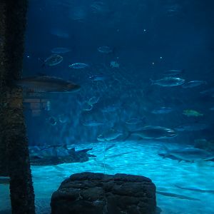 Gulf of Mexico Exhibit