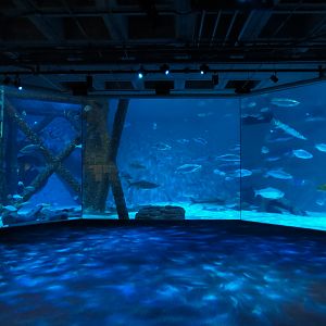 Gulf of Mexico Exhibit