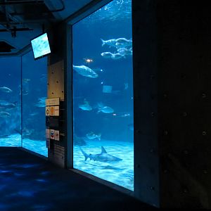 Gulf of Mexico Exhibit