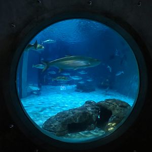 Gulf of Mexico Exhibit