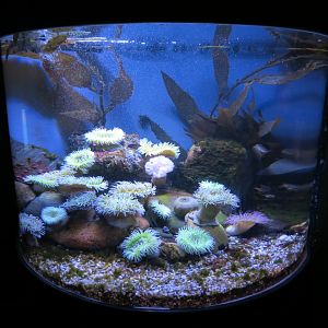 Jellies - Aggregating Anemone and Others Exhibit