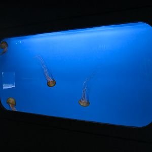 Jellies - Pacific Sea Nettle Exhibit