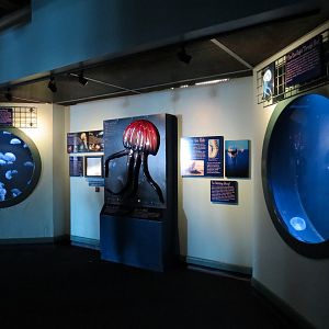 Jellies - Atlantic Moon Jelly Exhibits