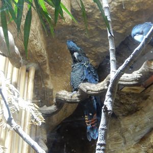5/20/2018 - Red-Tailed Black Cockatoo