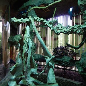 5/20/2018 - Victoria Crowned Pigeon & Palm Cockatoo Exhibit