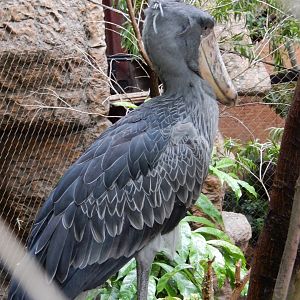 5/20/2018 - Shoebill Stork