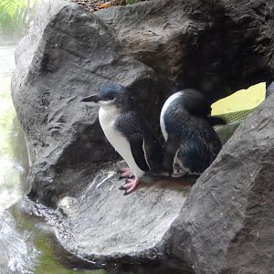 5/20/2018 - Little Blue Penguins