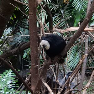 5/20/2018 - White-faced Saki Monkey