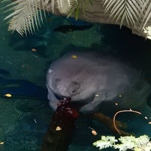 5/20/2018 - Antillean Manatee