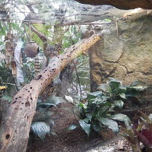 5/20/2018 - Pygmy Marmoset Exhibit