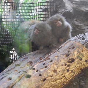 5/20/2018 - Pygmy Marmosets