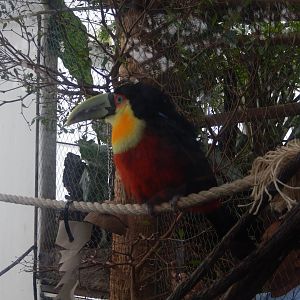 5/20/2018 - Red-Breasted Toucan