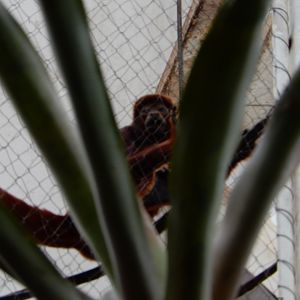 5/20/2018 - Red Howler Monkey