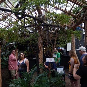 5/20/2018 - Sloth Forest