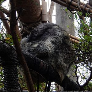 5/20/2018 - Three-Toed Sloth