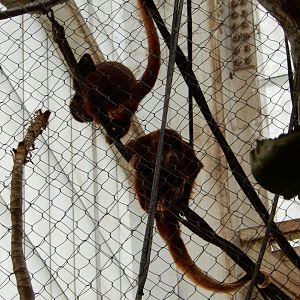 5/20/2018 - Red Howler Monkeys