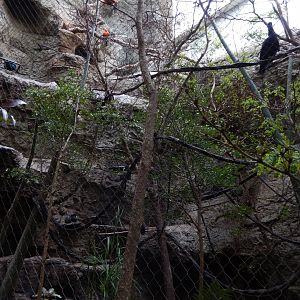 5/20/2018 - Cotinga Corner