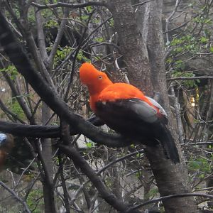 5/20/2018 - Andean cock-of-the-rock