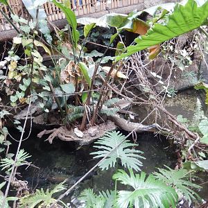 5/20/2018 - Crocodile Cove