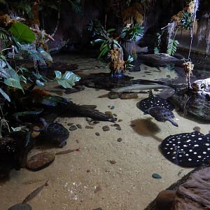 5/20/2018 - Flooded Forest